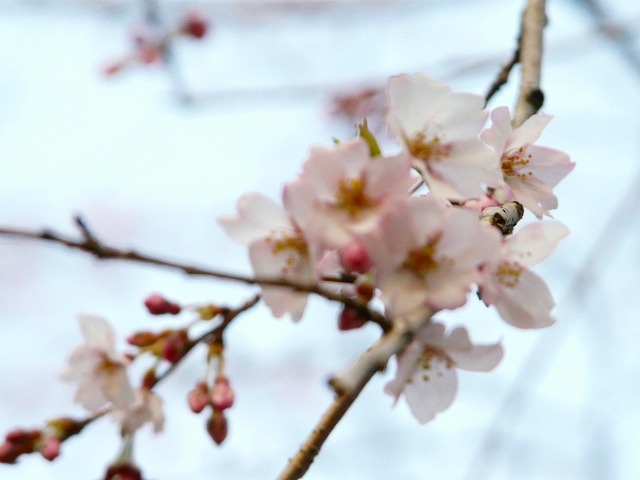 d0041158_10531414.jpg