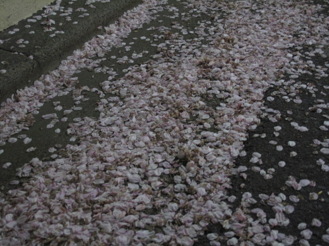 目黒の桜_c0126359_754296.jpg