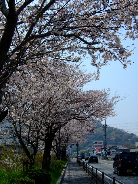 坂町北新地・国道31号線沿いの桜並木、満開_b0095061_8572480.jpg