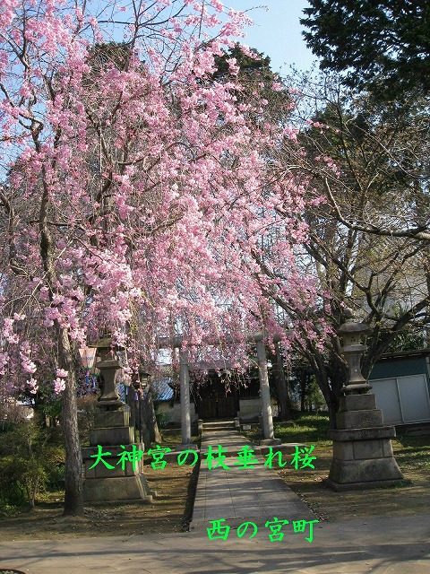 大神宮も桜咲きました。_e0175761_10325143.jpg