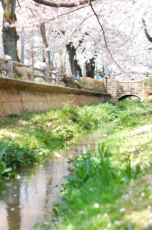 ラムちゃんと桜散歩♪_f0177964_0255446.jpg