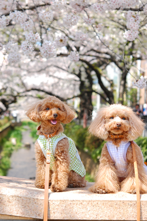 ラムちゃんと桜散歩♪_f0177964_0382217.jpg