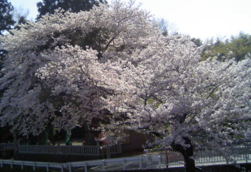 桜_f0126965_16565859.jpg