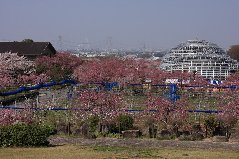 　　東谷山の紅枝垂桜　その１_f0129465_4405682.jpg