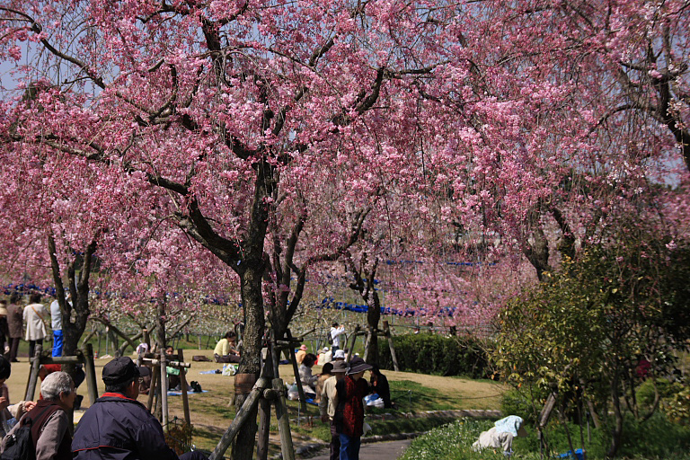 　　東谷山の紅枝垂桜　その１_f0129465_4423523.jpg