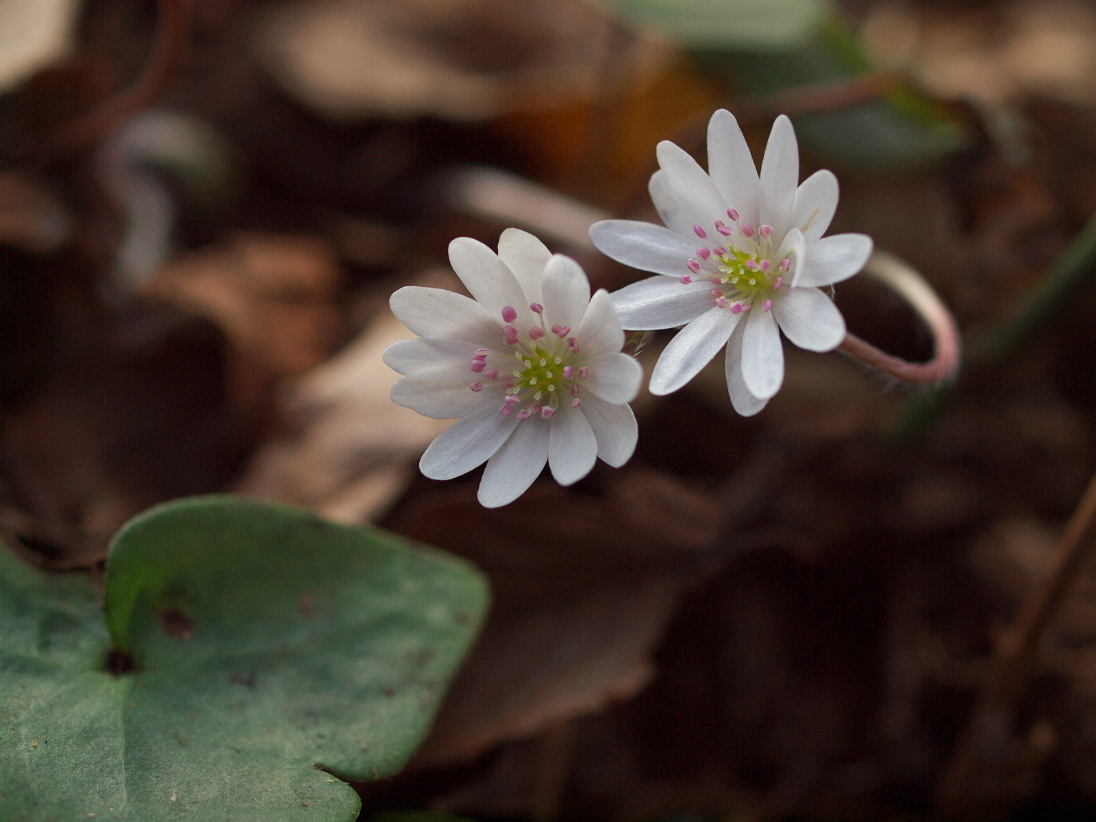 大江高山の花々・四_e0015567_18321412.jpg