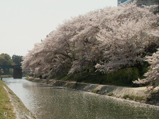 岡崎公園のお花見_d0150672_22103296.jpg