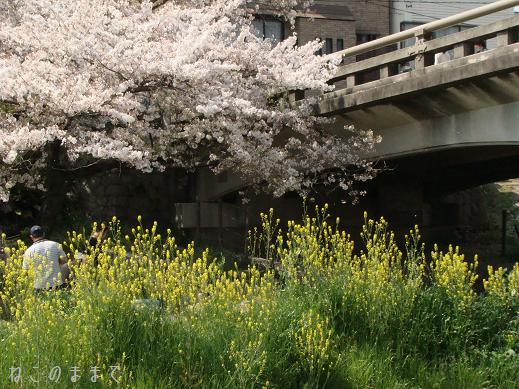 岡崎公園のお花見_d0150672_2292981.jpg