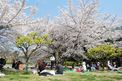 服部緑地公園の桜 春雨ブログ日誌