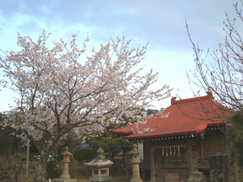 桜満開_b0155675_23115455.gif