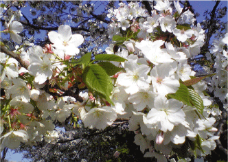 c0154879_12521493.gif