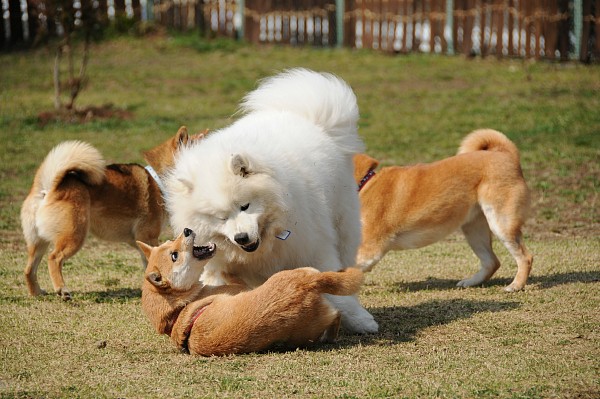 とぶき　200903 28_c0109780_11154261.jpg