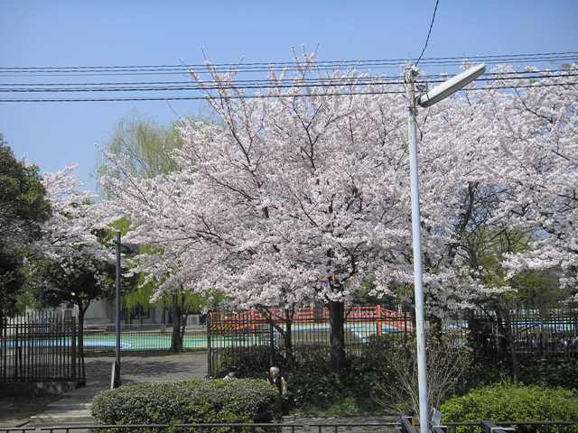 桜、さくら、サクラ・・・　そして「アネモネ」_f0046380_0115822.jpg