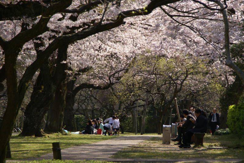 満開の桜･･旧県庁周辺_b0163381_17413513.jpg