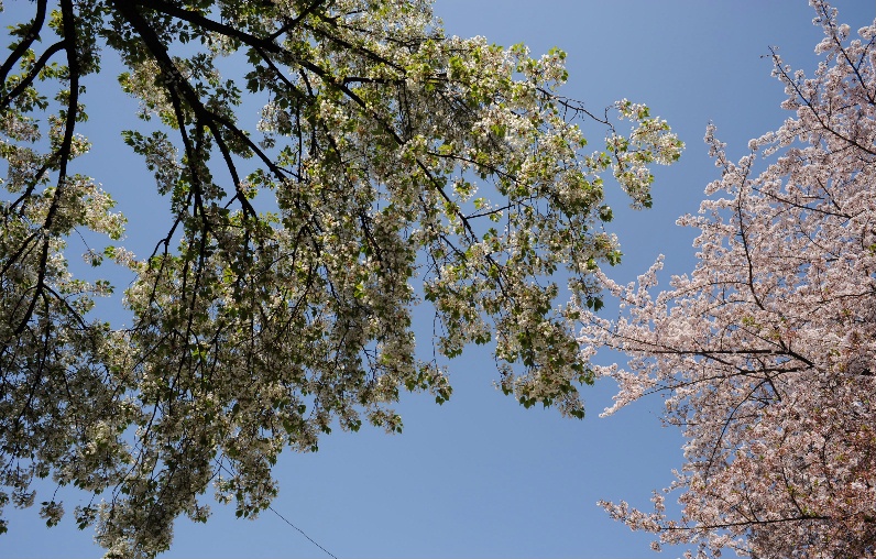 大島桜と染井吉野桜＠馬事公苑東門/弦巻門_d0056382_18265720.jpg