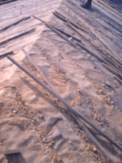 a0039184_164652.gif