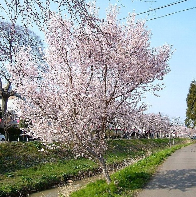 青田川の桜！_e0065084_5133259.jpg