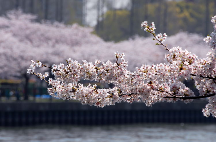 大川岸の桜_e0169286_244549.jpg