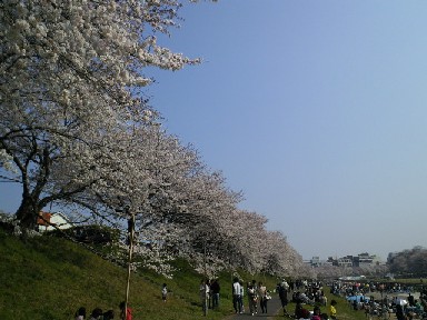 花の宴_a0107193_10155125.jpg