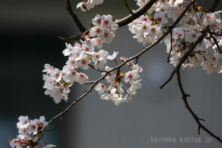 廃校と桜_f0174293_752157.jpg