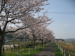 桜満開_a0113394_0102391.jpg