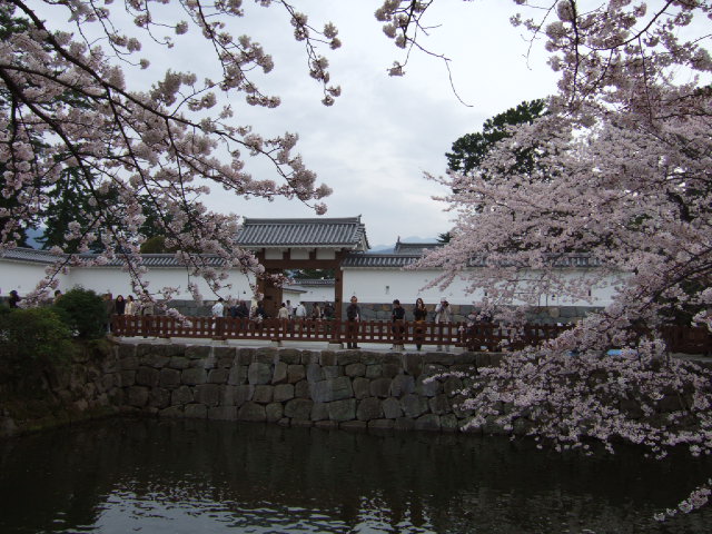 小田原の桜散策 -長興山のしだれ桜ー_e0024094_12193942.jpg