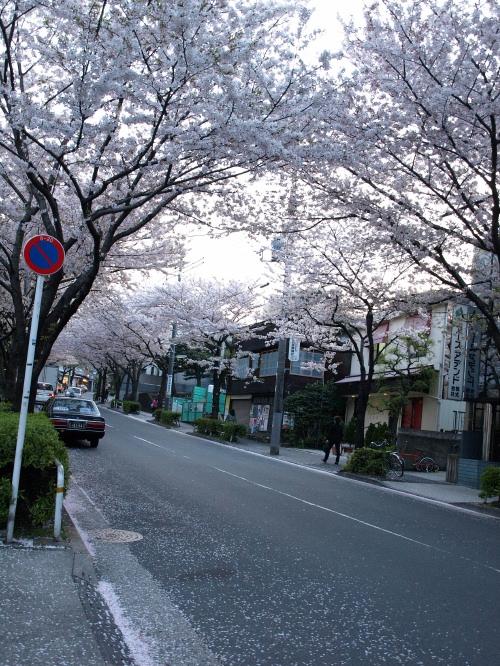 かむろ坂の桜_e0149397_084812.jpg