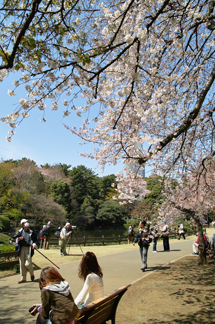 まだのんびりとした午前の風景・・・新宿御苑の桜模様_d0069398_21263645.jpg