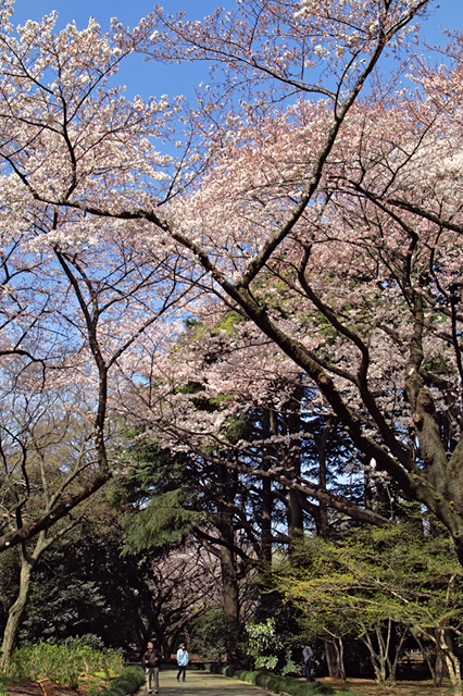 まだのんびりとした午前の風景・・・新宿御苑の桜模様_d0069398_2126549.jpg