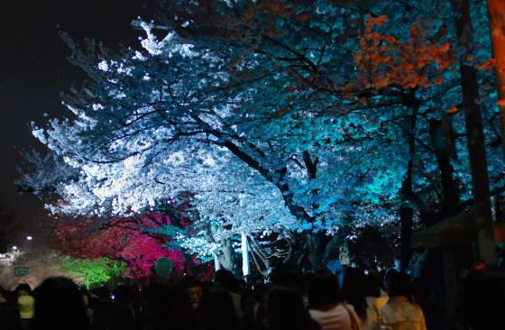 ヨイド公園の夜桜_e0166398_23243762.jpg