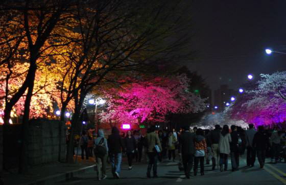 ヨイド公園の夜桜_e0166398_2325113.jpg