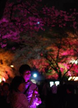 ヨイド公園の夜桜_e0166398_23252414.jpg