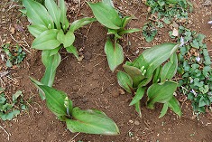 c0124100_20531413.jpg
