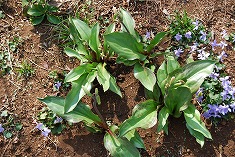 c0124100_20532582.jpg