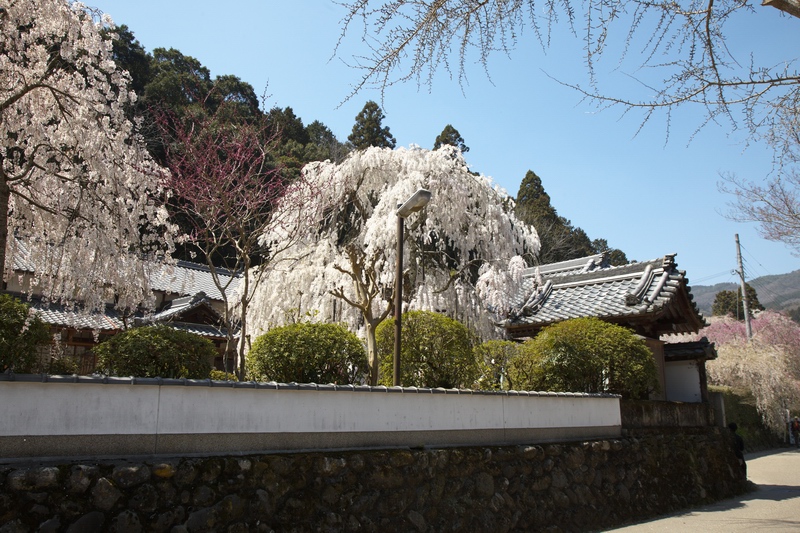 桜見たさに１２０キロと１２０００歩の１日その２_c0043403_21233256.jpg