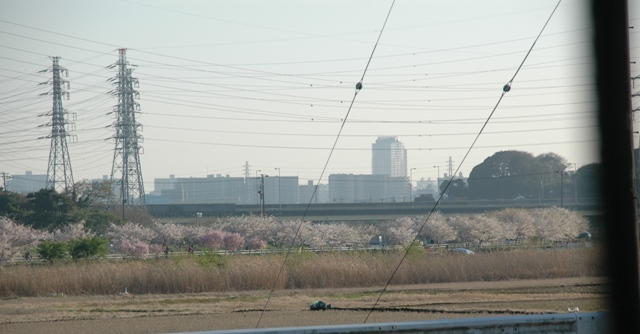 今年最後の桜　　　4月10日　[金]_e0018604_178011.jpg