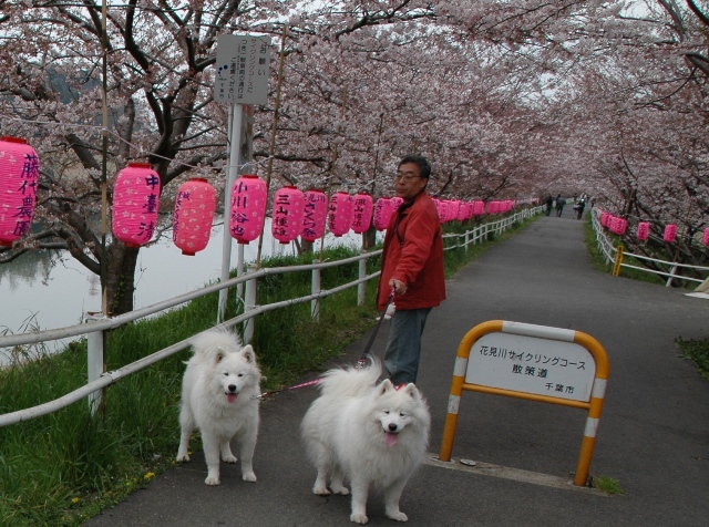 今年最後の桜　　　4月10日　[金]_e0018604_1781038.jpg