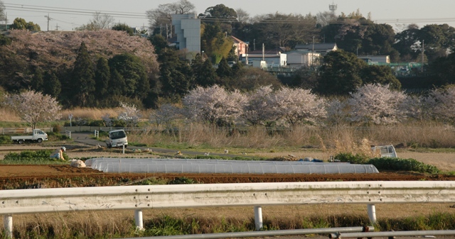 今年最後の桜　　　4月10日　[金]_e0018604_1781321.jpg