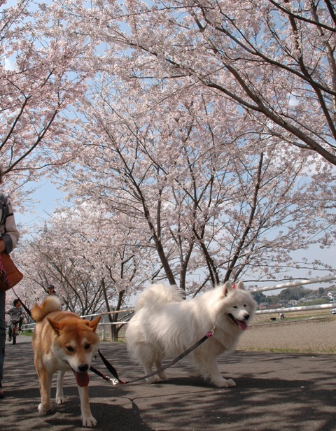 今年最後の桜　　　4月10日　[金]_e0018604_1782523.jpg