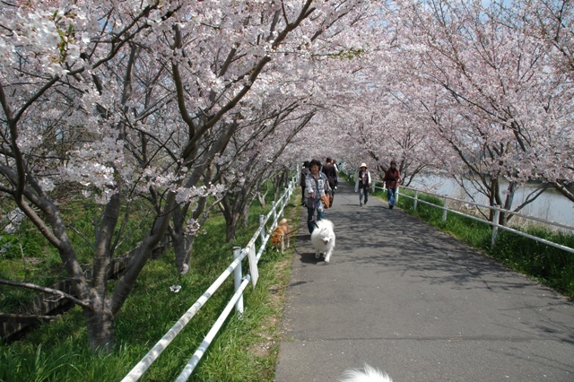 今年最後の桜　　　4月10日　[金]_e0018604_1785399.jpg