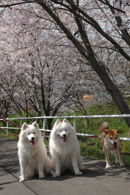 今年最後の桜　　　4月10日　[金]_e0018604_1791632.jpg