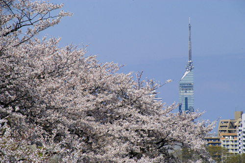 山瀬山小屋の貧弱桜・・・_f0006704_16294647.jpg