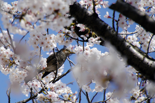 山瀬山小屋の貧弱桜・・・_f0006704_1630989.jpg