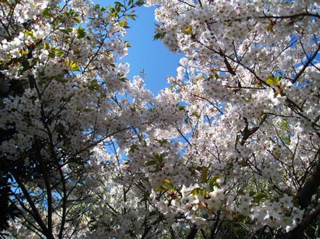 満開の桜と青空と新緑に包まれて_f0053906_21444093.jpg