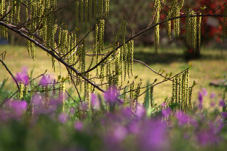 京成バラ園その３_d0113707_9265382.jpg