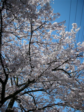 c0145209_236363.jpg