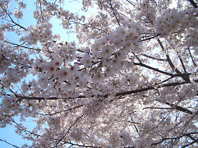 満開＠いつもの公園 桜の森_f0071412_11264862.jpg