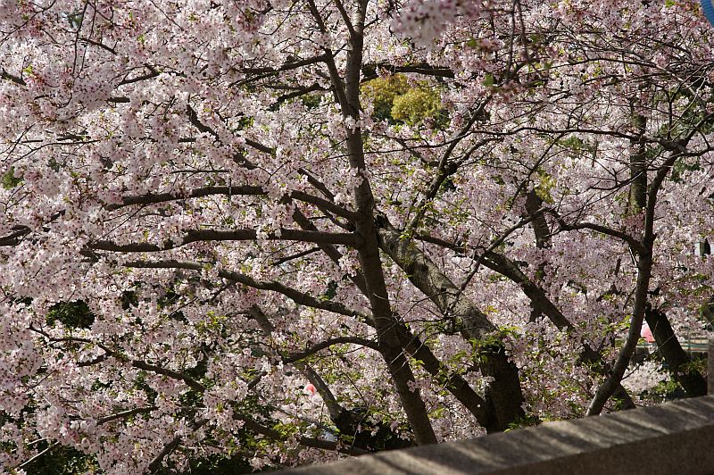 桜とサクラ_f0206212_20442598.jpg