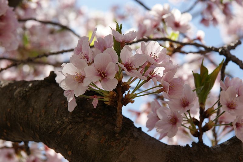 桜とサクラ_f0206212_20451971.jpg