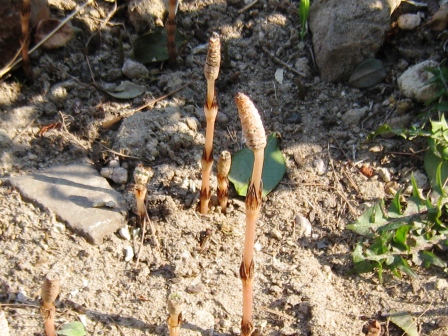 c0165914_8105122.jpg